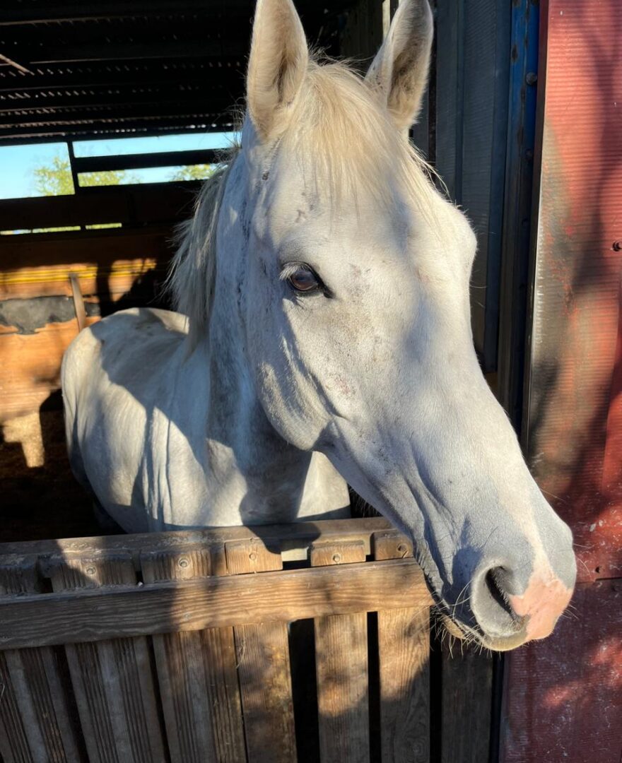 Cheval partenaire : Kalin