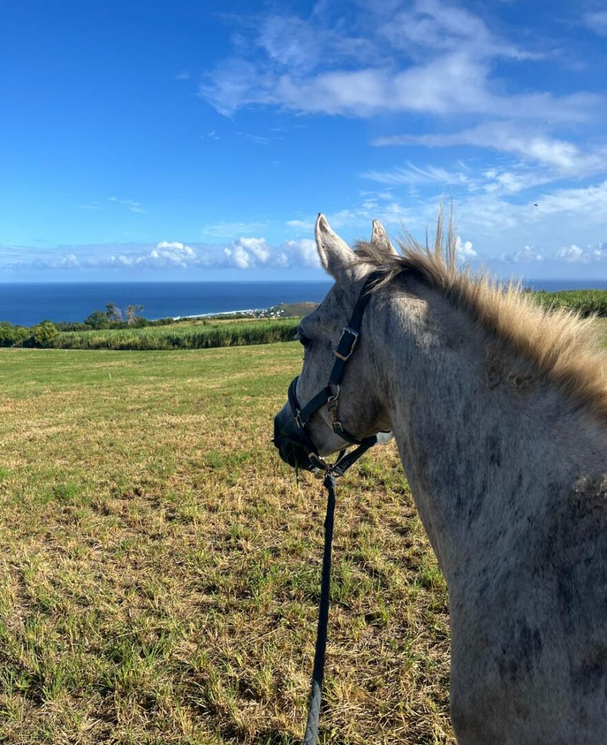 Cheval partenaire : Kalin