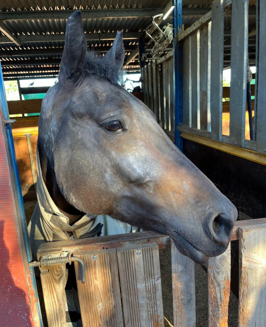 Cheval partenaire : Kelios