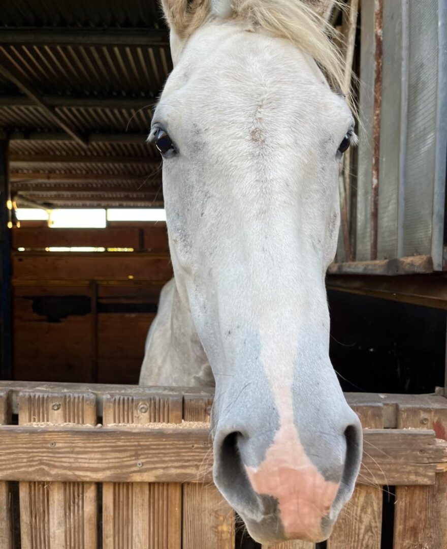 Cheval partenaire : Lucky